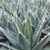 Agave Kerchovei