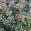 Abelia Grandiflora Confetti