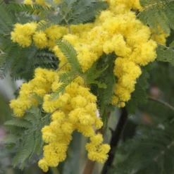 Acacia Dealbata Gaulois Astier GREFFE - Mimosa Des Fleuristes