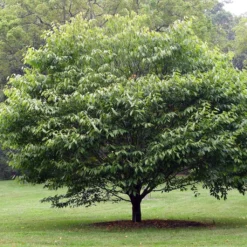 Erable à Feuilles De Charme - Acer Carpinifolium