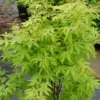 Érable Du Japon - Acer Palmatum Anne Irene