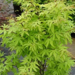 Érable Du Japon - Acer Palmatum Anne Irene