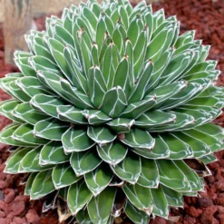 Agave Victoriae Reginae - Agave De La Reine Victoria