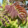 Albizia Julibrissin Evey's Pride - Arbre De Soie