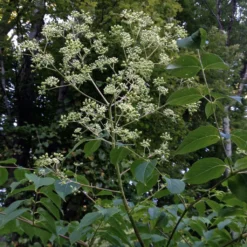 Aralia Spinosa - Angélique épineuse
