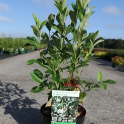 Aronia Melanocarpa Professor Ed - Aronie à Fruits Noirs