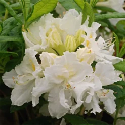 Azalée De Chine White Frills - Azalea Mollis