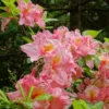 Azalée De Chine Cecile - Azalea Mollis