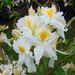 Azalée De Chine Persil - Azalea Mollis