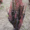 Beberis Thunbergii Red Rocket - Epine-vinette