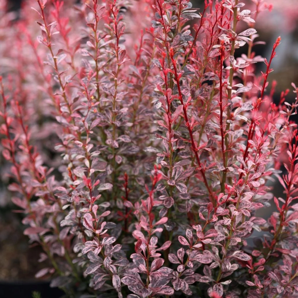 Berberis Thunbergii Rosy Rocket