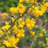 Berberis X Stenophylla - Épine-vinette à Feuilles étroites