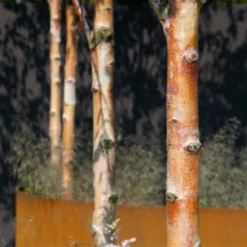 Bouleau De Chine - Betula Albosinensis Fascination