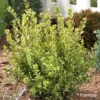 Buxus Sempervirens Golden Dream - Buis Commun