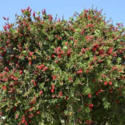 Callistemon Rigidus - Rince-bouteille