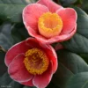 Camelia Sanpei Tsubaki - Camellia Japonica