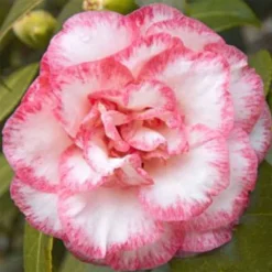 Camellia Betty's Beauty - Camélia Classique