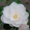Camélia Hagoromo - Camellia Japonica