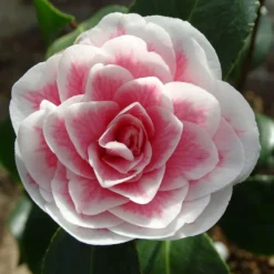 Camélia Classique - Camellia Look Away