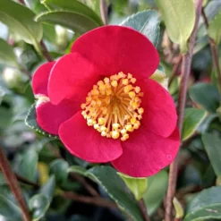 Camélia D'automne - Camellia Sasanqua Yuletide