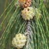 Casuarina Equisetifolia - Filao, Pin Australien