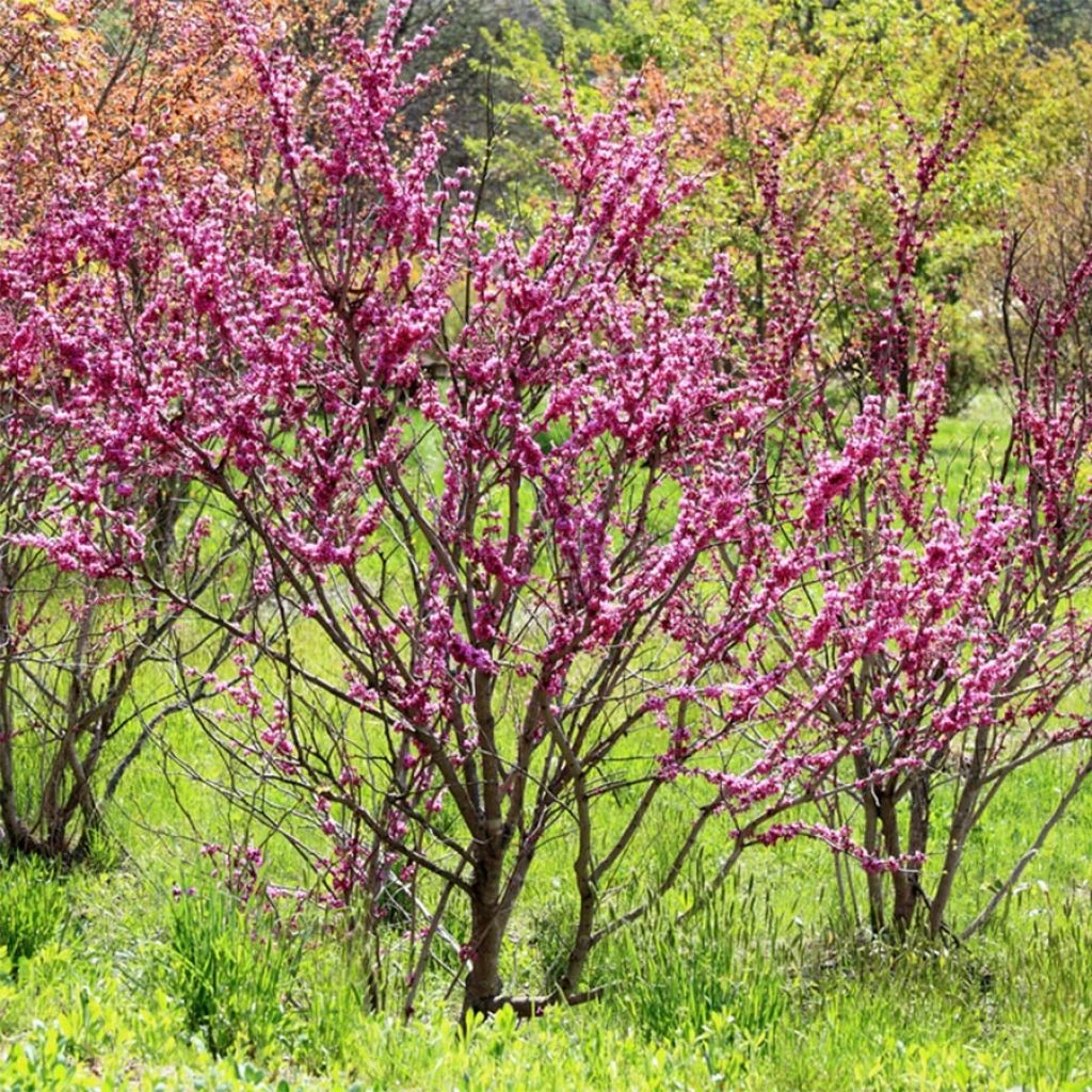 Cercis Chinensis Avondale - Arbre De Judée
