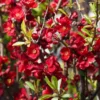 Cognassier Du Japon - Chaenomeles X Superba Etna