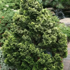 Cyprès Hinoki Du Japon - Chamaecyparis Obtusa Nana Aurea