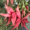 Clianthus Puniceus Flamingo - Pince De Homard
