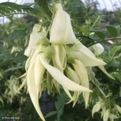 Clianthus Puniceus White Heron - Pince De Homard