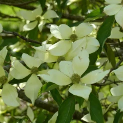 Cornus Capitata - Cornouiller De L'Himalaya