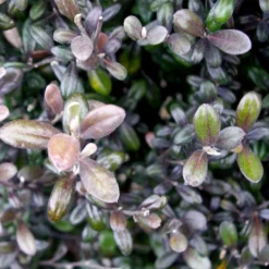 Corokia Virgata Frosted Chocolate - Corokie
