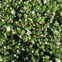 Cotoneaster Congestus