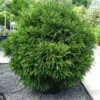 Cèdre Du Japon Globosa Nana - Cryptomeria Japonica
