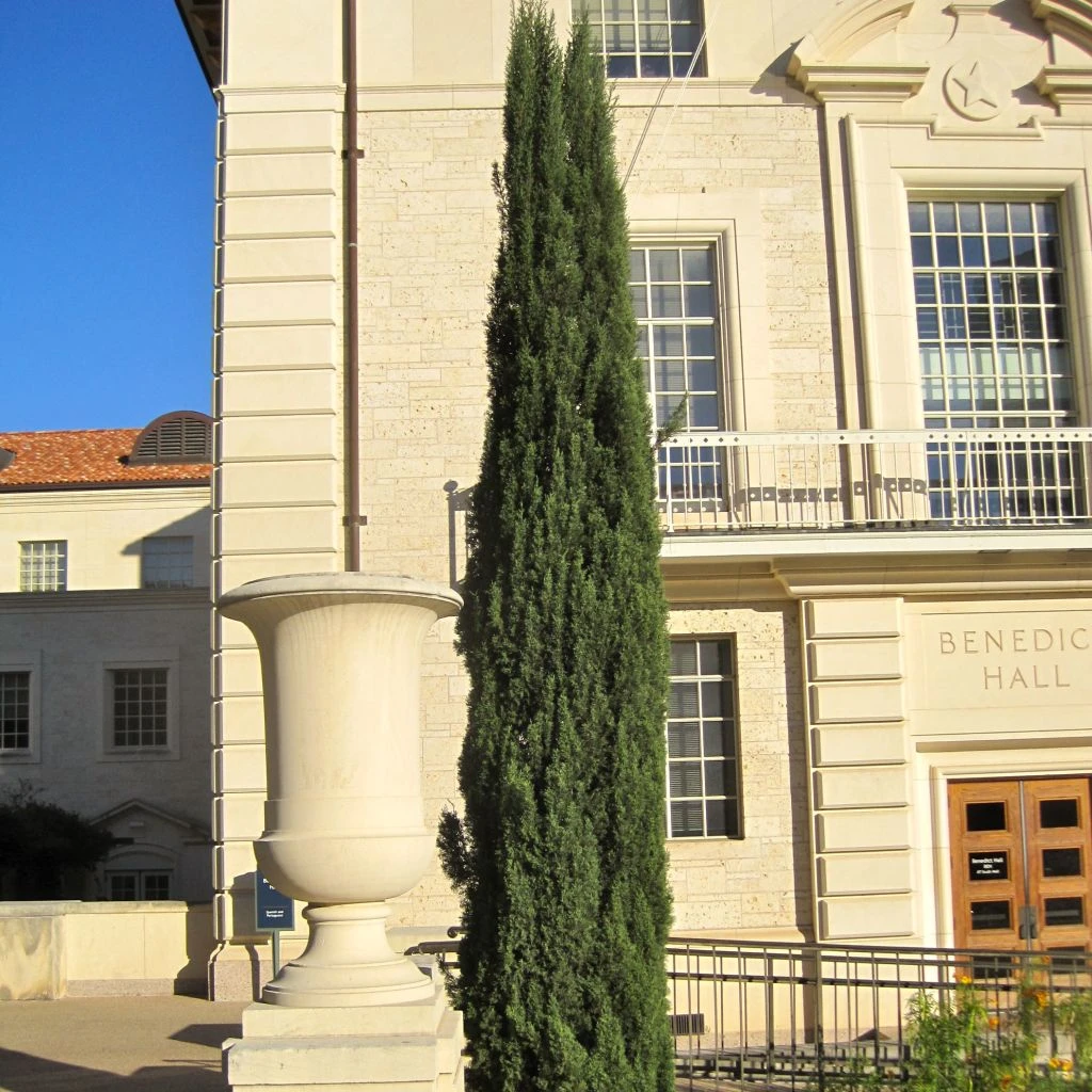 Cyprès De Provence - Cupressus Sempervirens Pyramidalis