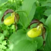 Cypripedium Calceolus - Sabot De Venus