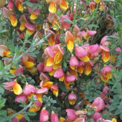 Genêt à Balais - Cytisus Scoparius La Coquette