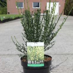 Genêt à Balais - Cytisus Scoparius Luna