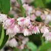 Deutzia Scabra Codsall Pink - Deutzie