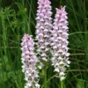 Dactylorhiza Fuchsii - Orchis De Fuchs