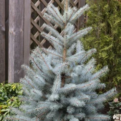 Epicéa Bleu - Picea Pungens Edith