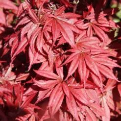 Erable Du Japon - Acer Palmatum Brandt’s Dwarf