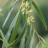 Eucalyptus Amygdalina Ou Salicifolia - Gommier-menthe Noir