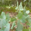 Eucalyptus Bridgesiana - Gommier De Bridges