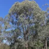 Eucalyptus Camphora Subsp Humeana - Gommier Des Marais De Montagne