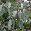 Eucalyptus Neglecta - Gommier D’Omeo
