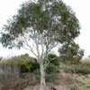 Eucalyptus Niphophila - Gommier Des Neiges