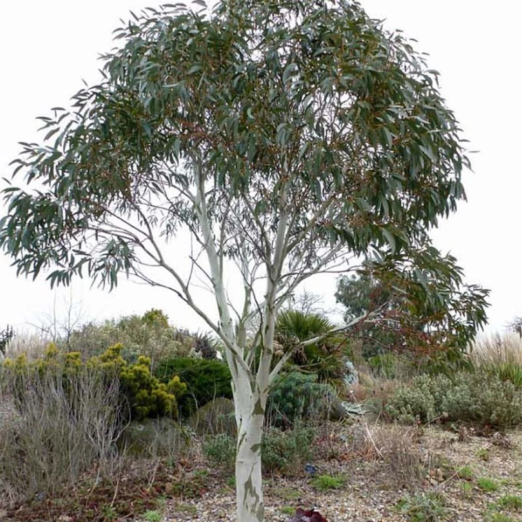 Eucalyptus Niphophila - Gommier Des Neiges