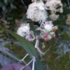 Eucalyptus Risdonii - Gommier De Risdon