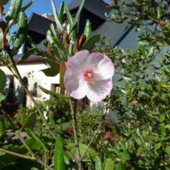 Eucryphia Lucida Pink Cloud